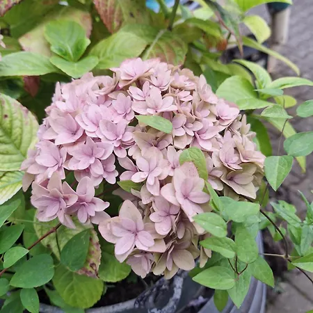 Bei Familie Bier Schatzkammer * Bad Neuenahr-Ahrweiler